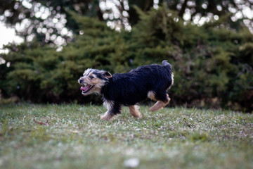 Running puppy