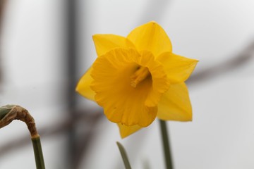 Flower of the narcissus, Narcissus obvalaris