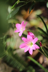 pink flower in garden
