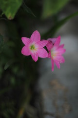 Fototapeta premium flower in garden