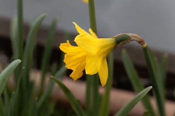 Flower of the narcissus, Narcissus obvalaris