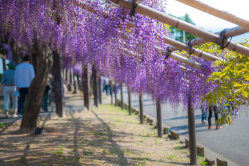 Every year, Toba Water Treatment Plant, located in Japan's Kyoto City, is specially opened to the public in the spring season for people to enjoy its 120 meter long wisteria trellis.