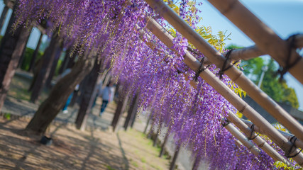 Every year, Toba Water Treatment Plant, located in Japan's Kyoto City, is specially opened to the public in the spring season for people to enjoy its 120 meter long wisteria trellis.
