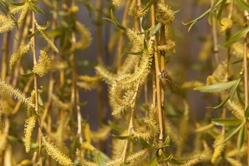 Fototapeta premium Catkins of a weeping willow tree.