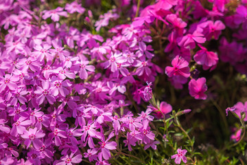 View of purple-coloured Creeping Phlox, or also known as Phlox Stolonifera, which is a herbaceous, stoloniferous, perennial, plant, seen in Kyoto's Toba Sewage Treatment Plant.