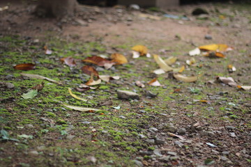 autumn leaves on ground