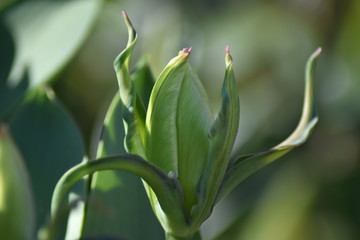 Weiße Tulpe (Tulipa)