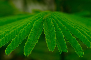 Different branches of green leaves