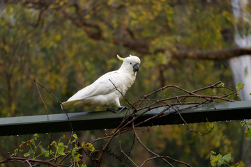 cockatoo on a branch