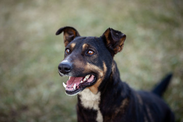 Beautiful dog