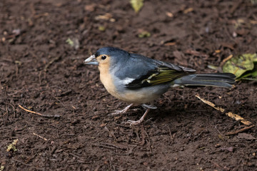 Bird, Common Chaffinch (Fringilla coelebs)  in forest at Garajonay park. La Gomera, Canary Islands. Spain