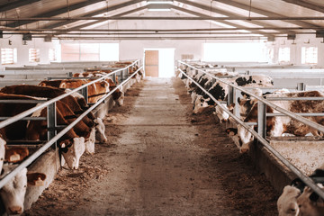 Lots of cows eating in barn. Meat and milk industry concept.