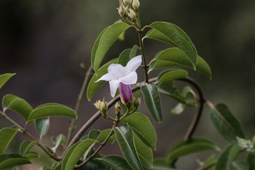 Flower of a rubber vine, Cryptostegia grandiflora.