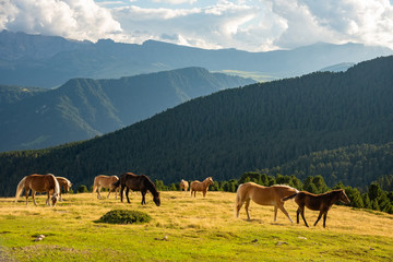 Fototapeta na wymiar Horse over Dolomite landscape Geisler or Odle mountain Dolomites Group, Val di Funes, tourist region of Italy