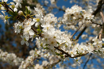 Blackthorn