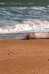 dead Dolphin thrown on beach