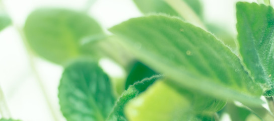 Fototapeta na wymiar closeup of green leaf