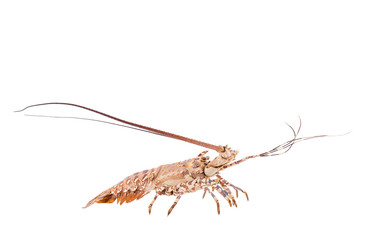 lobste isolated on white background with clipping path , dry-specimen animal marine.