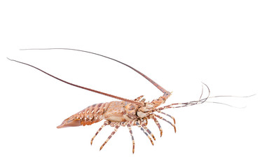 lobste isolated on white background with clipping path , dry-specimen animal marine.