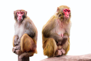 two monkeys images with white background