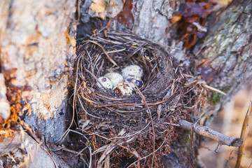 Nest with bird eggs in the spring forest