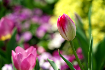 春・チューリップの花
