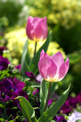 春・チューリップの花