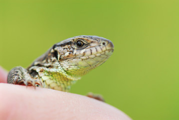 Cute little lizard on a green background on the hand. Macro shooting