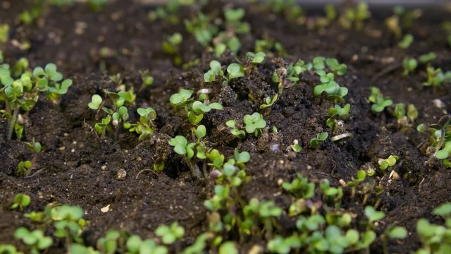 A seedling growing from the dirt time lapse video. Microgreens healthy food with vitamins.