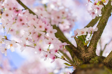Nahaufnahme von hellrosa Kirschblüten im sonnigen Frühling