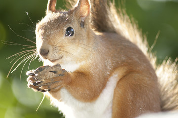 Cute squirrel in the sun with a walnut in paws