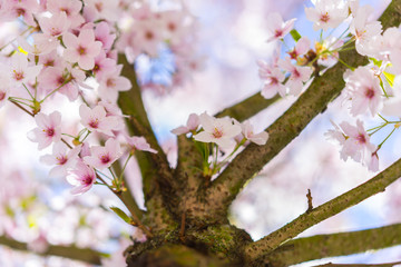 Obraz premium Nahaufnahme von hellrosa Kirschblüten im sonnigen Frühling