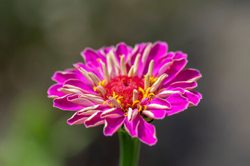 Zinnia elegans flowering plant, beautiful pink purple flowers in bloom