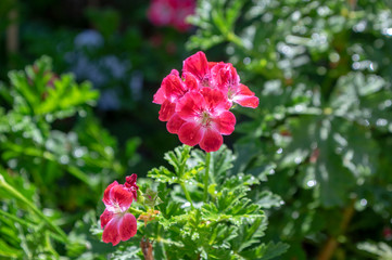 Pelargonium scabrum violet purple flowers in bloom, ornamental flowering plant