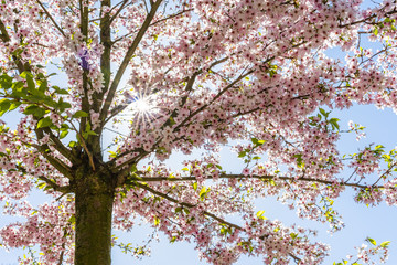 Sonnenstrahlen treten durch die rosa Blüten eines Kirschbaums