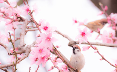 桜とスズメ