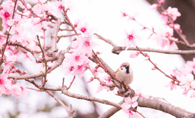 桜とスズメ