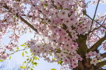 Sonnenstrahlen treten durch die rosa Blüten eines Kirschbaums