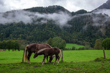 Fototapeta na wymiar Horses on pasture in Verfenveng, Austria, Europe, wild natural scenery