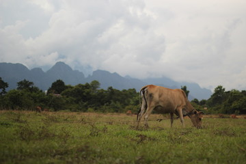 cows in field