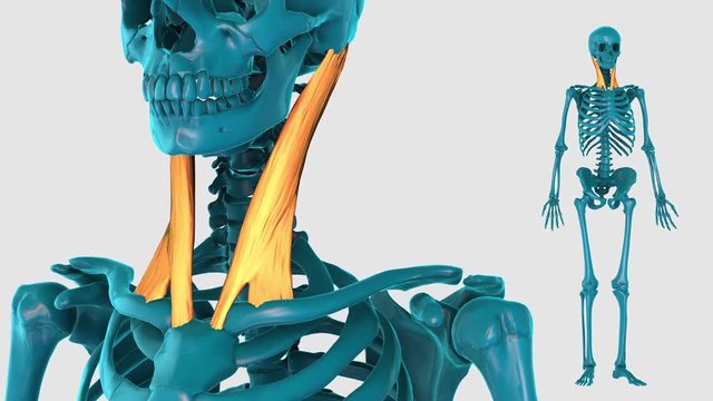 Sternocleidomastoid-on a white background-3D HUMAN MUSCLE ATLAS