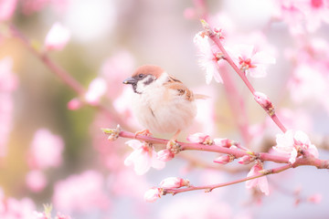 桜とスズメ