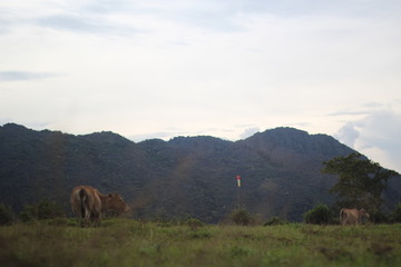 horses in the mountains