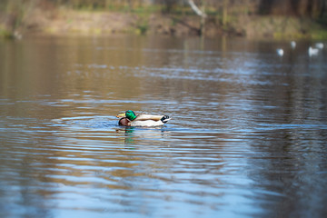 duck eating prey in a city park