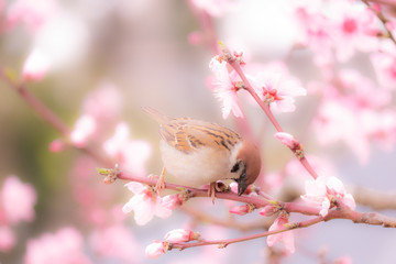 桜とスズメ