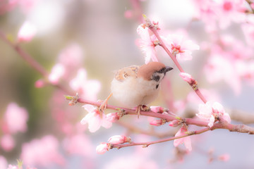 桜とスズメ
