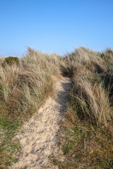 Footpath through the grasses on Walberswick beach, Suffolk, England