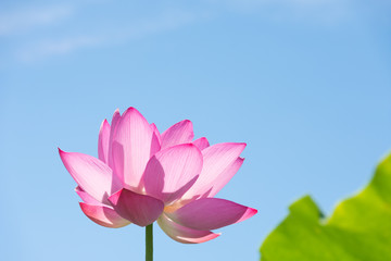 lotus flower