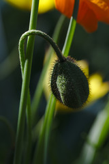 Papaver atlanticum (Ball) Coss. Closed shaggy bud of the Atlantic poppy.
