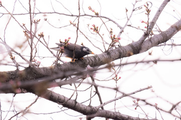 桜とムクドリ